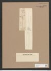 Synedra ulna (Nitzsch) Ehr. (de-Toni-Nr.: Genus 66, Species 2584) Zeichnungen Sammlung Grunow Nr. 5184 (NHMW-BOT-W0373544)